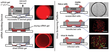 Graphical abstract: Microfluidic platforms for RNA interference screening of virus–host interactions