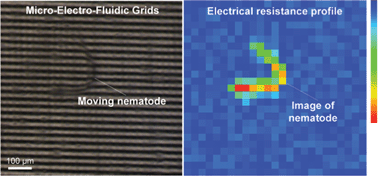 Graphical abstract: Micro-electro-fluidic grids for nematodes: a lens-less, image-sensor-less approach for on-chip tracking of nematode locomotion