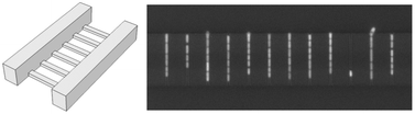 Graphical abstract: Microfluidic chemostat for measuring single cell dynamics in bacteria
