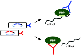 Graphical abstract: Synthetic antibodies as tools to probe RNA-binding protein function