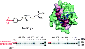 Graphical abstract: Wide-range protein photo-crosslinking achieved by a genetically encoded Nε-(benzyloxycarbonyl)lysine derivative with a diazirinyl moiety