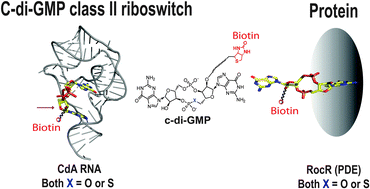 Graphical abstract: Differential binding of 2′-biotinylated analogs of c-di-GMP with c-di-GMP riboswitches and binding proteins
