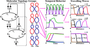 Graphical abstract: The topology design principles that determine the spatiotemporal dynamics of G-protein cascades
