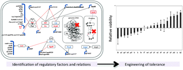 Graphical abstract: Identification and reconstitution of genetic regulatory networks for improved microbial tolerance to isooctane