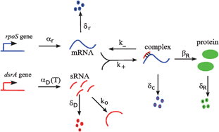 Graphical abstract: Positive regulatory dynamics by a small noncoding RNA: speeding up responses under temperature stress