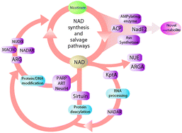 Graphical abstract: Identification of novel components of NAD-utilizing metabolic pathways and prediction of their biochemical functions