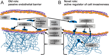 Graphical abstract: Endothelial cell's biomechanical properties are regulated by invasive cancer cells