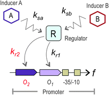 Graphical abstract: Broadening the signal specificity of prokaryotic promoters by modifying cis-regulatory elements associated with a single transcription factor