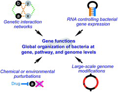 Graphical abstract: Genome-scale genetic manipulation methods for exploring bacterial molecular biology