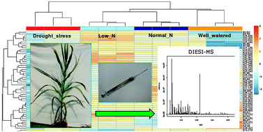 Graphical abstract: Evaluating the physiological state of maize (Zea mays L.) plants by direct-injection electrospray mass spectrometry (DIESI-MS)