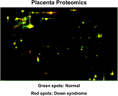 Graphical abstract: Placenta proteome analysis from Down syndrome pregnancies for biomarker discovery