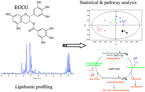 Graphical abstract: A cellular lipidomic study on the Aβ-induced neurotoxicity and neuroprotective effects of EGCG by using UPLC/MS-based glycerolipids profiling and multivariate analysis