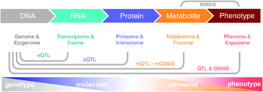 Graphical abstract: Metabolome 2.0: quantitative genetics and network biology of metabolic phenotypes