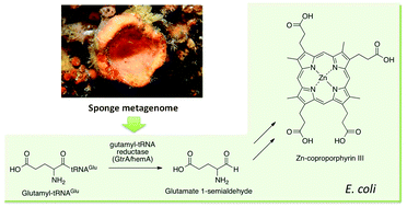 Graphical abstract: Porphyrins from a metagenomic library of the marine sponge Discodermia calyx