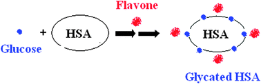 Graphical abstract: Influence of glucose on the human serum albumin–flavone interaction and their antioxidant activity