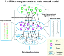 Graphical abstract: Dissection of the potential characteristic of miRNA–miRNA functional synergistic regulations