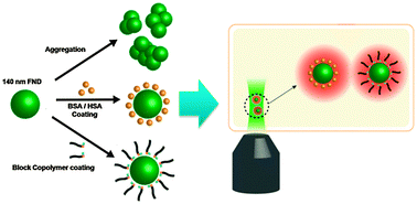 Graphical abstract: Preparation of non-aggregated fluorescent nanodiamonds (FNDs) by non-covalent coating with a block copolymer and proteins for enhancement of intracellular uptake