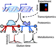 Graphical abstract: Analysis of omics data with genome-scale models of metabolism