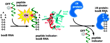 Graphical abstract: Fluorescent peptide indicator displacement assay for monitoring interactions between RNA and RNA binding proteins