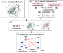 Graphical abstract: Network analysis of genomic alteration profiles reveals co-altered functional modules and driver genes for glioblastoma