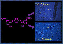 Graphical abstract: New fluorinated 1,4-bis-(arylaminomethyl)- and 1,4-bis-(arylaminomethylene)benzenes as fluorescent probes for amyloid plaques in Alzheimer's disease and transmissible spongiform encephalopathies