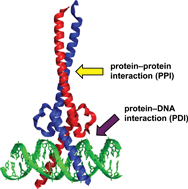 Graphical abstract: Small-molecule inhibitors of dimeric transcription factors: Antagonism of protein–protein and protein–DNA interactions