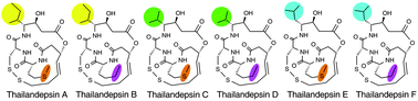 Graphical abstract: Discovery and activity profiling of thailandepsins A through F, potent histone deacetylase inhibitors, from Burkholderia thailandensis E264