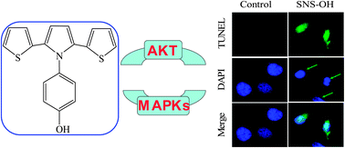 Graphical abstract: Synthesis of a novel thiophene derivative that induces cancer cell apoptosis through modulation of AKT and MAPK pathways