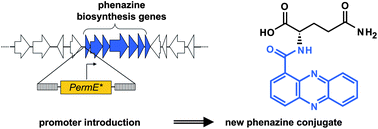 Graphical abstract: Activation of a silent phenazine biosynthetic gene cluster reveals a novel natural product and a new resistance mechanism against phenazines