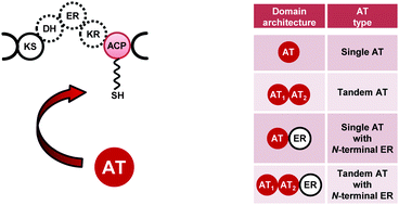 Graphical abstract: Discrete acyltransferases involved in polyketide biosynthesis