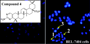 Graphical abstract: Synthesis, anti-proliferative and proapoptotic activity of novel oleanolic acid azaheterocyclic derivatives