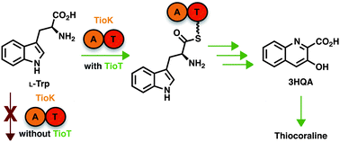 Graphical abstract: Importance of the MbtH-like protein TioT for production and activation of the thiocoraline adenylation domain of TioK