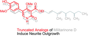 Graphical abstract: Truncated militarinone fragments identified by total chemical synthesis induce neurite outgrowth