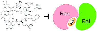 Graphical abstract: Inhibition of Ras–effector interactions by cyclic peptides