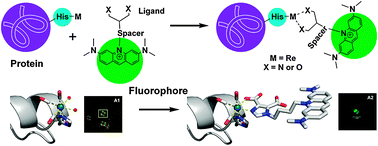 Graphical abstract: Post-protein binding metal-mediated coupling of an acridine orange-based fluorophore