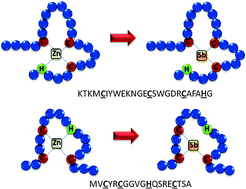 Graphical abstract: Greater binding affinity of trivalent antimony to a CCCH zinc finger domain compared to a CCHC domain of kinetoplastid proteins