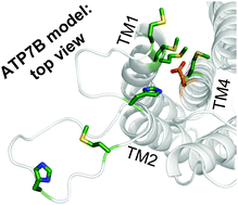 Graphical abstract: A structural model of the copper ATPase ATP7B to facilitate analysis of Wilson disease-causing mutations and studies of the transport mechanism
