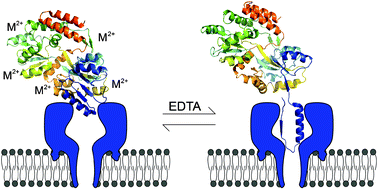 Graphical abstract: The importance of adding EDTA for the nanopore analysis of proteins