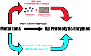 Graphical abstract: Metallostasis and amyloid β-degrading enzymes