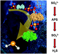 Graphical abstract: Conserving energy with sulfate around 100 °C – structure and mechanism of key metal enzymes in hyperthermophilic Archaeoglobus fulgidus