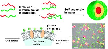 Graphical abstract: Phenylboronic acid-containing block copolymers: synthesis, self-assembly, and application for intracellular delivery of proteins