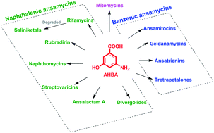 Graphical abstract: Biosynthesis of 3,5-AHBA-derived natural products