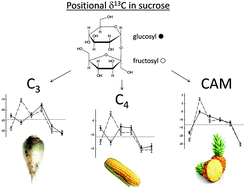 Graphical abstract: Biochemical and physiological determinants of intramolecular isotope patterns in sucrose from C3, C4 and CAM plants accessed by isotopic 13C NMR spectrometry: a viewpoint