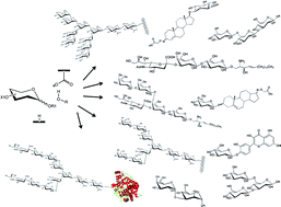 Graphical abstract: Glycosynthases as tools for the production of glycan analogs of natural products