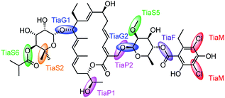 Graphical abstract: From natural product to marketed drug: the tiacumicin odyssey