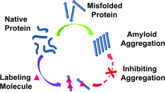 Graphical abstract: Observation of molecular inhibition and binding structures of amyloid peptides