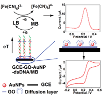 Graphical abstract: Fabrication of nanoelectrode ensembles by electrodepositon of Au nanoparticles on single-layer graphene oxide sheets