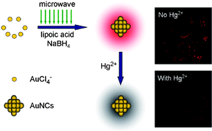Graphical abstract: Microwave-assisted rapid synthesis of luminescent gold nanoclusters for sensing Hg2+ in living cells using fluorescence imaging