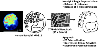 Graphical abstract: CTAB-coated gold nanorods elicit allergic response through degranulation and cell death in human basophils