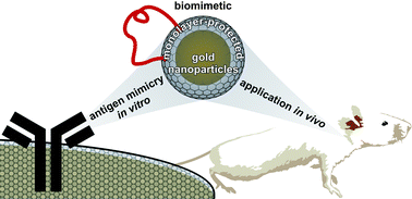Graphical abstract: Biomimetic monolayer-protected gold nanoparticles for immunorecognition